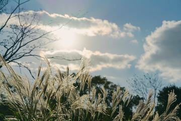 秋の陽光に輝くススキの原