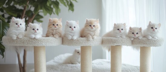 Fluffy Kittens on Cat Tree