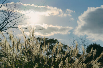 秋の陽光に輝くススキの原