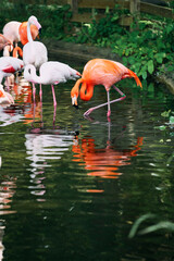 水辺に佇む優雅なフラミンゴの群れ