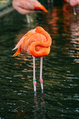 休息する鮮やかなオレンジ色のフラミンゴ