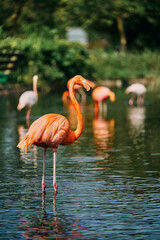 水辺を優雅に歩む鮮やかなフラミンゴ