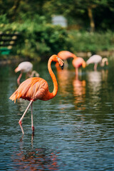 水辺を優雅に歩む鮮やかなフラミンゴ