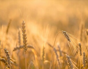 Golden Wheat Field At Sunset