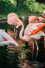 水辺に佇む優雅なフラミンゴの群れ