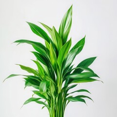 Fototapeta premium Green plant with long leaves on white background