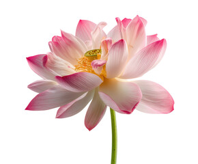 Fototapeta premium Beautiful lotus flower in soft pink and white hues
