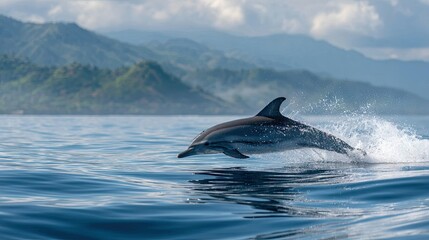 Naklejka premium Ocean wildlife moment with a striped dolphin jumping out of the water, peaceful yet dynamic