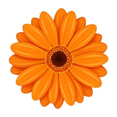 Vibrant orange gerbera daisy flower with dark center isolated on white background