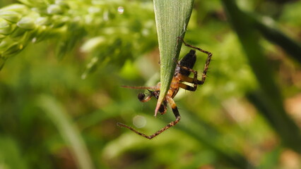 A small brown spider on its web
