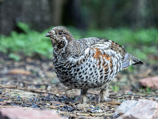 Female hazel grouse in the forest, close-up