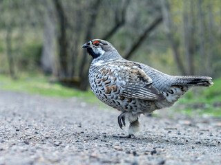Male hazel grouse crossing a highway in the forest