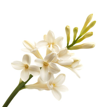 Tuberose 