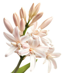 Tuberose 