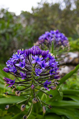 Flowers of Gibraltar 