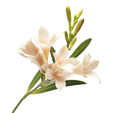 Tuberose 