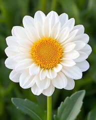 A pristine white flower with a vibrant yellow center, showcasing delicate petals against a blurred green backdrop