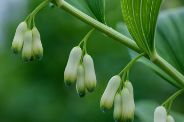 Macro shot of Solomon’s seal plant with white tubular flowers hanging from a green arching stem....