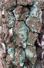 Silver Birch tree bark texture