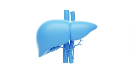 3D Render of a Human Liver with Detailed Vascular System Illustration