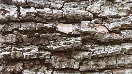 Bark of an old pear tree. Nature. Greenpeace. Wood. Ecology. Photography. Wallpaper, texture. Background. 16:9