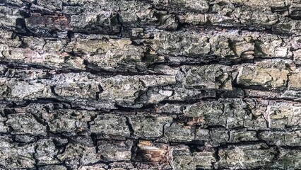 Bark of an old pear tree. Nature. Greenpeace. Wood. Ecology. Photography. Wallpaper, texture....
