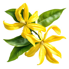 yellow flowers ylang ylang local