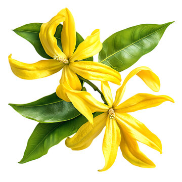 yellow flowers ylang ylang local