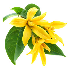 yellow flowers ylang ylang local