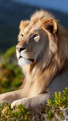 Fototapeta premium Majestic lion resting in sunlit landscape