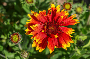 Gaillarda Puchella