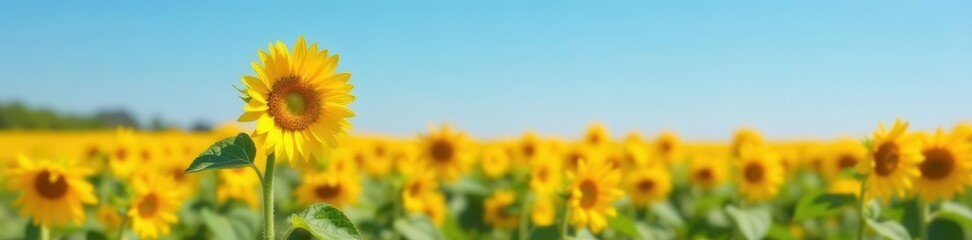 Fototapeta premium Single majestic sunflower in vast field, clear blue sky , landscape, image