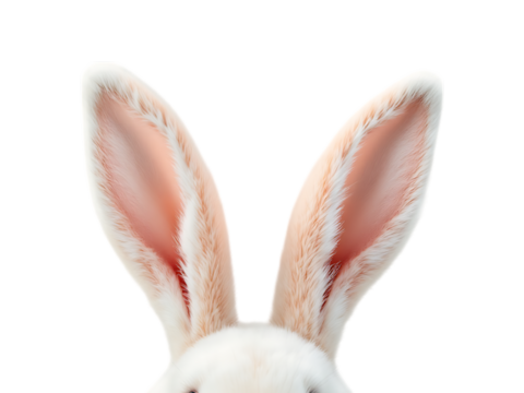 Close up of a cute bunny's ears.