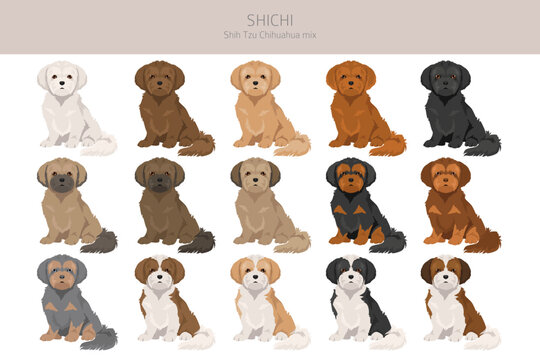 ShiChi clipart. Shih-Tzu  Chihuahua mix. Different coat colors set.  Vector illustration