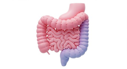 Understanding the Intricate Anatomy of the Human Digestive System