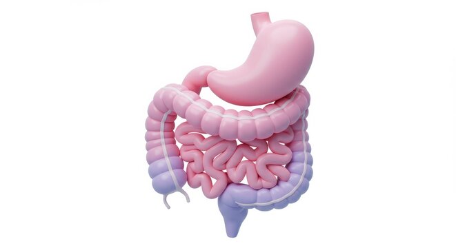 Anatomical Model of Human Digestive System: Stomach, Small Intestine, and Large Intestine