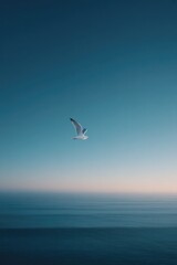 Fototapeta premium solitary seagull glides effortlessly over serene vast ocean under expansive sky providing perfect minimalistic scene