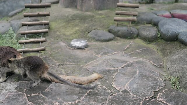 Footage of Tree-kangaroo on cage at the zoo