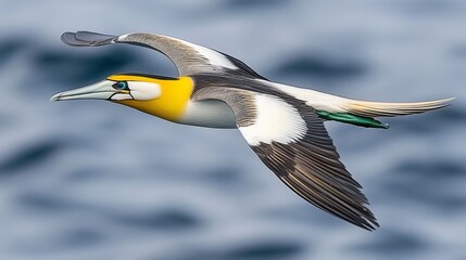 Obraz premium A majestic bird in flight over the ocean, showcasing its vibrant plumage