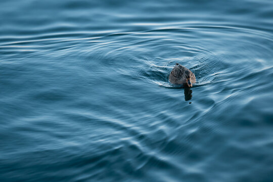 Duck in the lake
