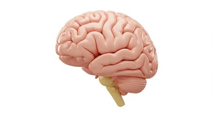 Human Brain Anatomy: Detailed 3D Model of Cerebrum and Brainstem