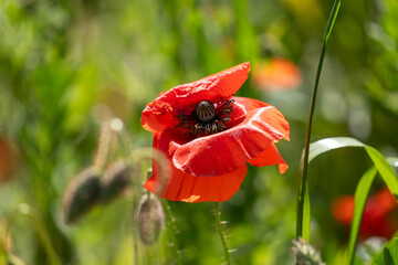 red poppy flower