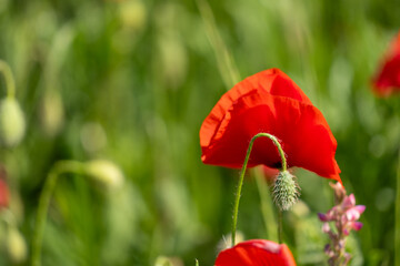 red poppy on green field