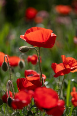 Obraz premium red poppy flowers