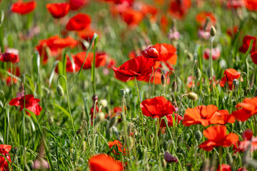 field of poppies