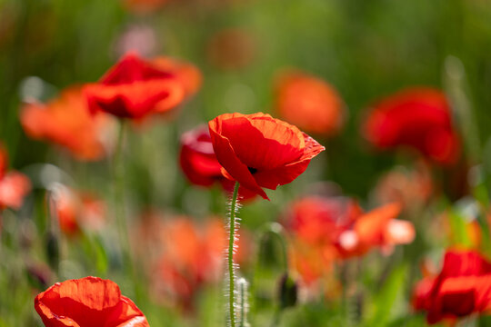 red poppy flowers