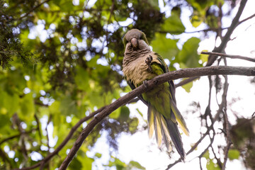 A green parrot in a tree