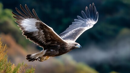 Naklejka premium Majestic golden eagle soaring through the air