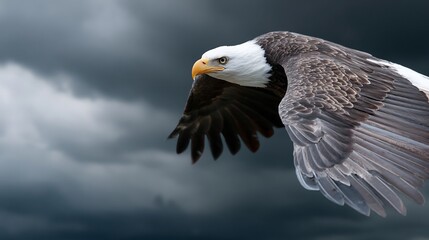 Fototapeta premium Majestic eagle soaring through a stormy sky