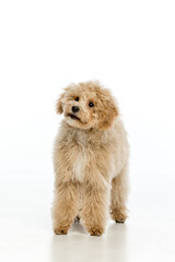Maltipoo puppy on white background